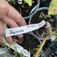 Asaloda Plum at Oak Summit Nursery, fall 2026