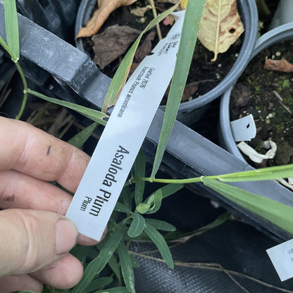 Asaloda Plum at Oak Summit Nursery, fall 2026