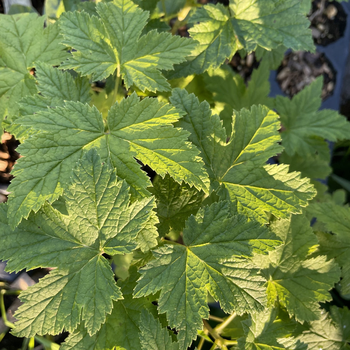 Black September Black Currant at Oak Summit Nursery, fall 2026
