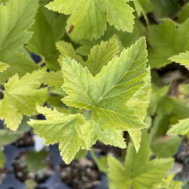 Blacksmith Black Currant at Oak Summit Nursery, fall 2026