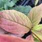 Canada Plum Hybrid Seedlings at Oak Summit Nursery, fall 2026