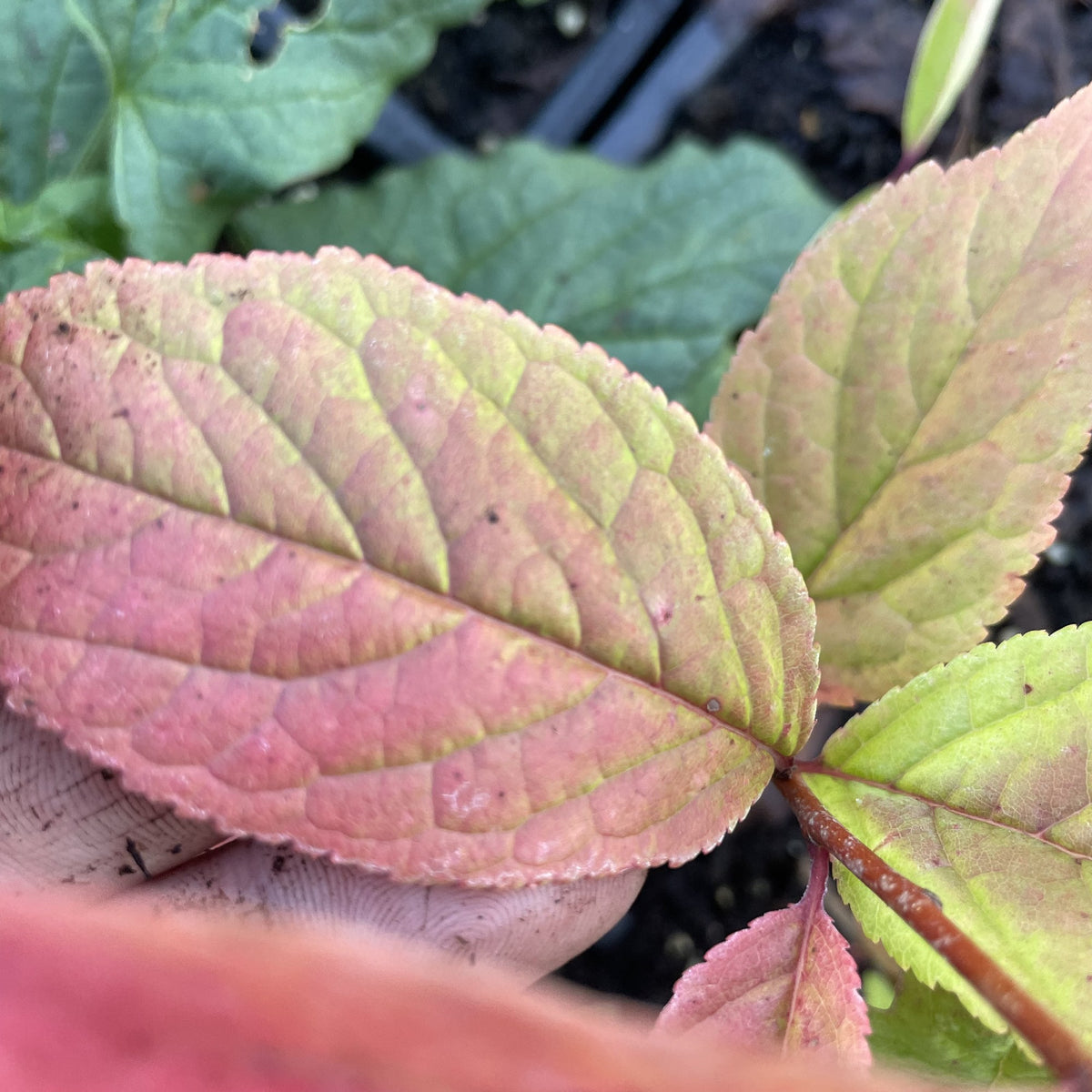 Canada Plum Hybrid Seedlings at Oak Summit Nursery, fall 2026