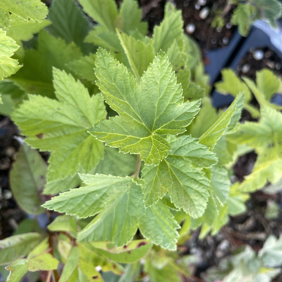 Champion Black Currant at Oak Summit Nursery, fall 2026
