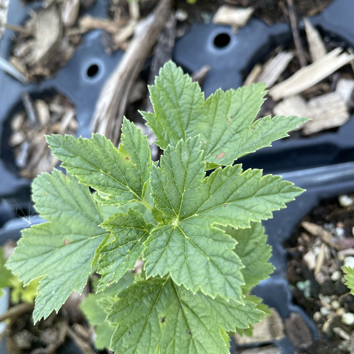 Cotswold Cross Black Currant at Oak Summit Nursery, fall 2026