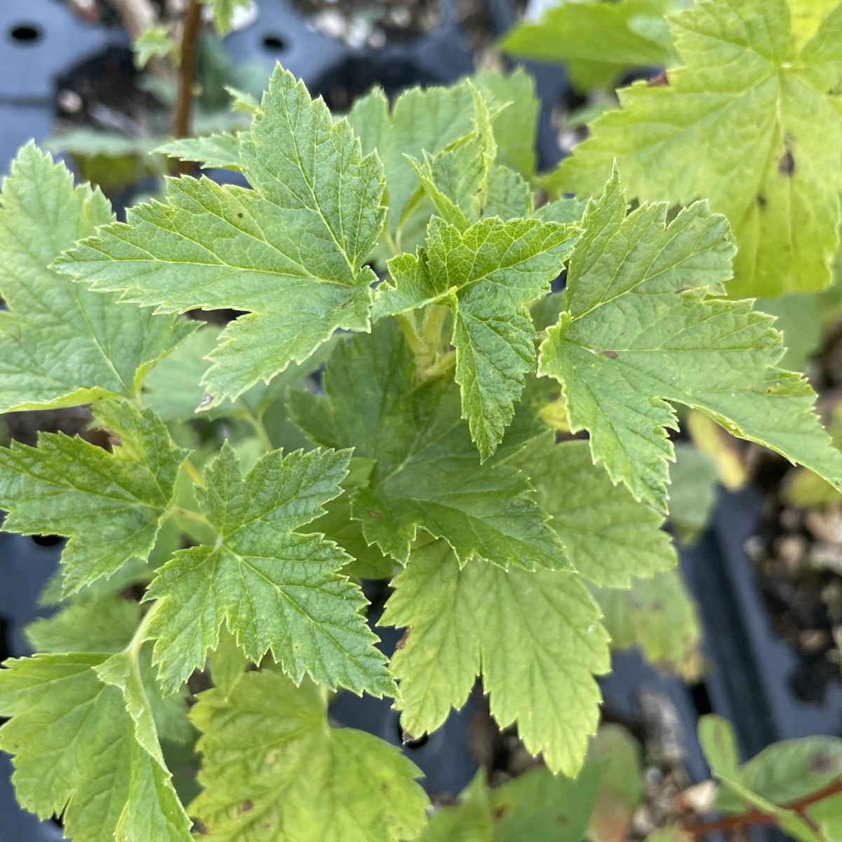 Eagle Black Currant at Oak Summit Nursery, fall 2026