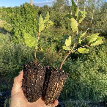 Evans Sour Cherry Seedlings at Oak Summit Nursery, fall 2026