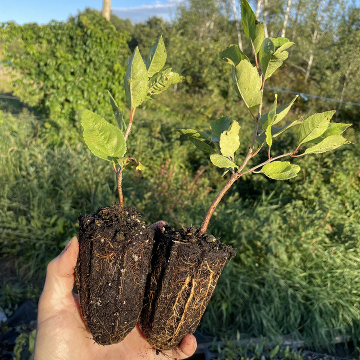 Evans Sour Cherry Seedlings at Oak Summit Nursery, fall 2026