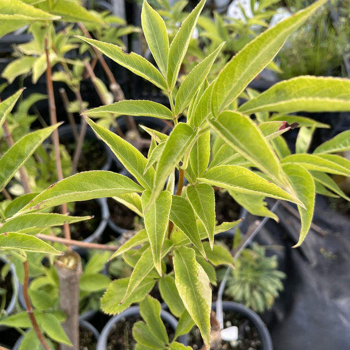 Golden Elderberry at Oak Summit Nursery, fall 2026