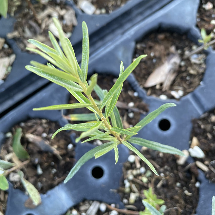 Hergo Sea Buckthorn at Oak Summit Nursery, fall 2026