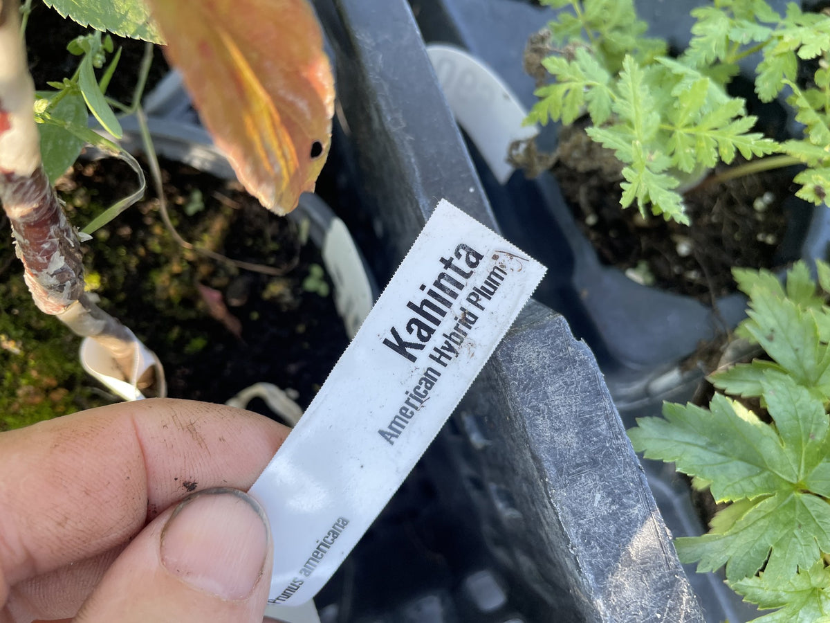 Kahinta Plum at Oak Summit Nursery, fall 2026