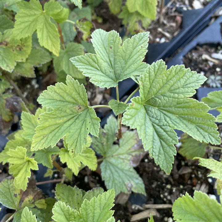 Karlstein Longbunch Black Currant at Oak Summit Nursery, fall 2026