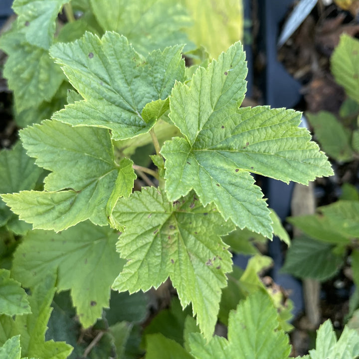Mendip Cross Black Currant at Oak Summit Nursery, fall 2026