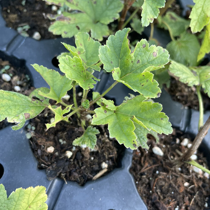 Minnesota 71 Red Currant at Oak Summit Nursery, fall 2026