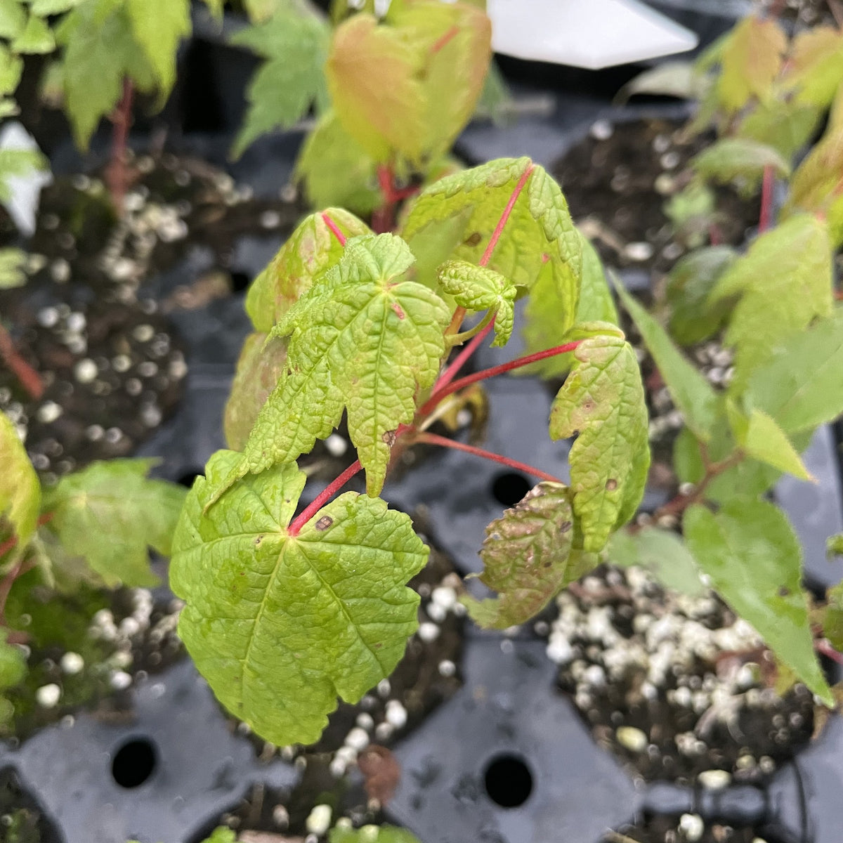 Mountain Maple at Oak Summit Nursery, fall 2026
