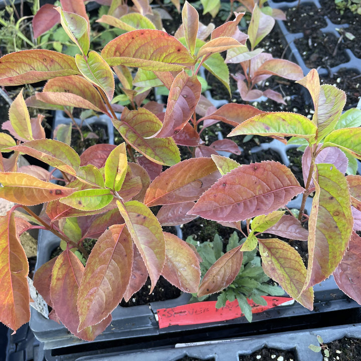 Nannyberry at Oak Summit Nursery, fall 2026