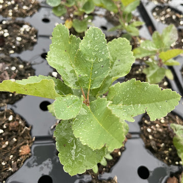 Northline Saskatoon at Oak Summit Nursery, fall 2026