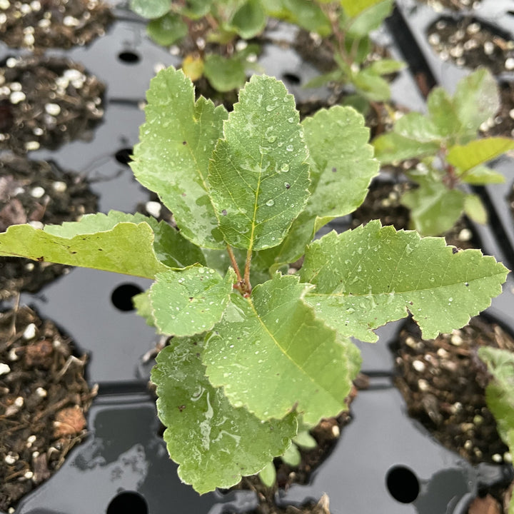 Northline Saskatoon at Oak Summit Nursery, fall 2026