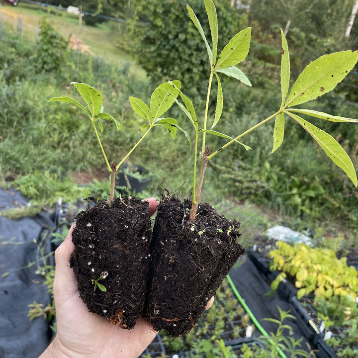 Ohio Buckeye at Oak Summit Nursery, fall 2026