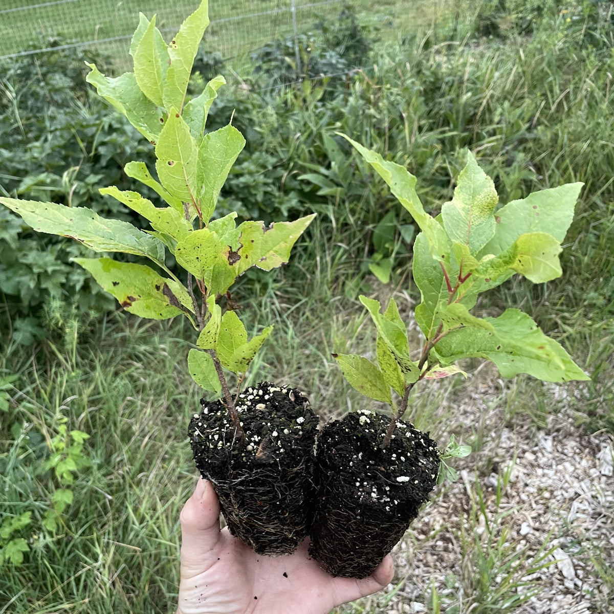 Oxheart Chokecherry Seedlings at Oak Summit Nursery, fall 2026