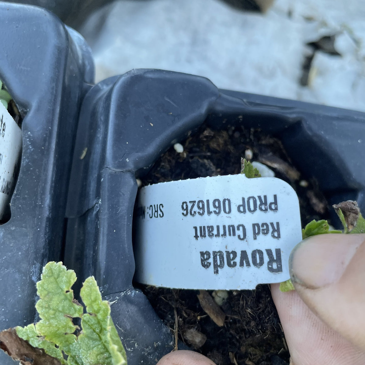 Rovada Red Currant at Oak Summit Nursery, fall 2026