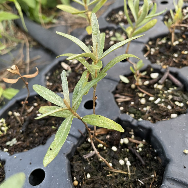 Sea Buckthorn Seedlings — Thornless Parent at Oak Summit Nursery, fall 2026
