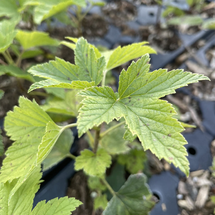 Seabrook Black Currant at Oak Summit Nursery, fall 2026