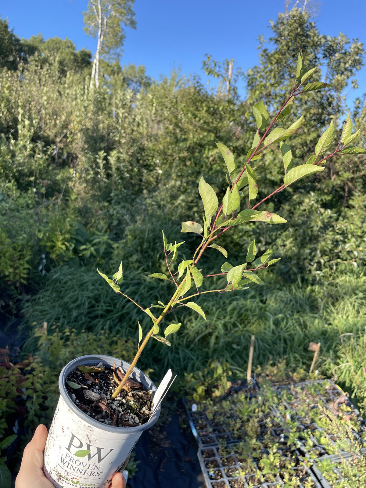Sloe or Blackthorn at Oak Summit Nursery, fall 2026