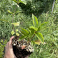 Sour Cherry Seedlings at Oak Summit Nursery, fall 2026