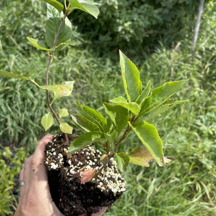 Sour Cherry Seedlings at Oak Summit Nursery, fall 2026