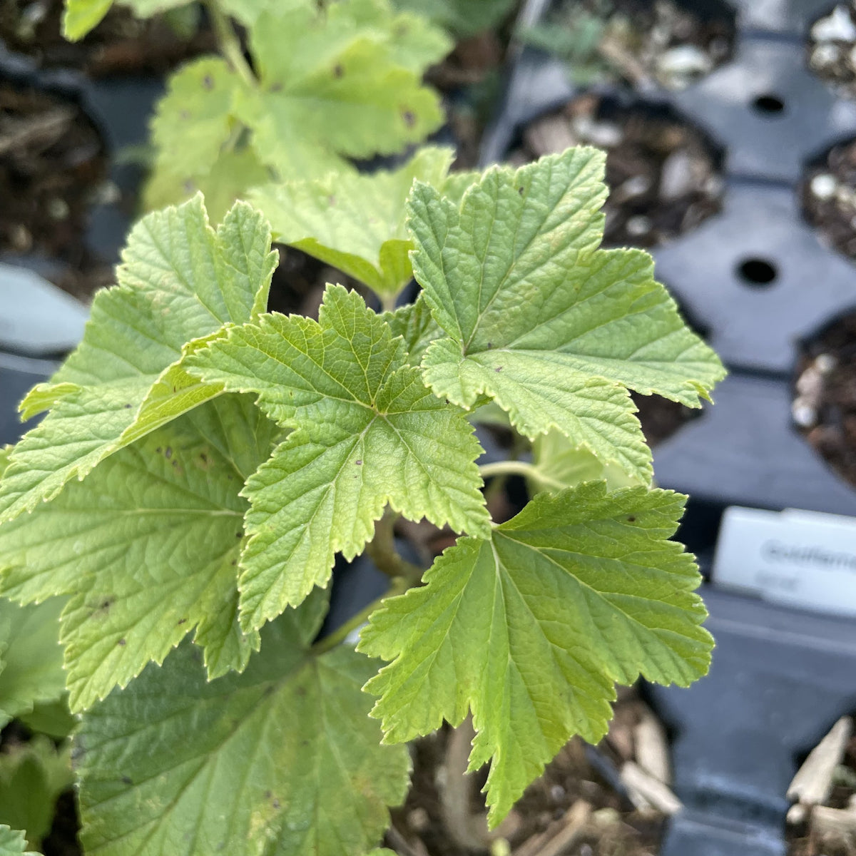Tenah Black Currant at Oak Summit Nursery, fall 2026
