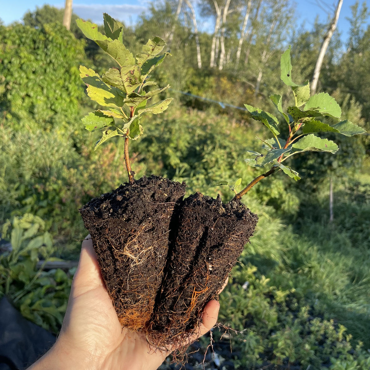 Thiessen Saskatoon at Oak Summit Nursery, fall 2026