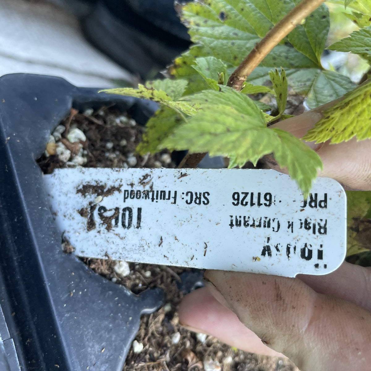 Topsy Black Currant at Oak Summit Nursery, fall 2026