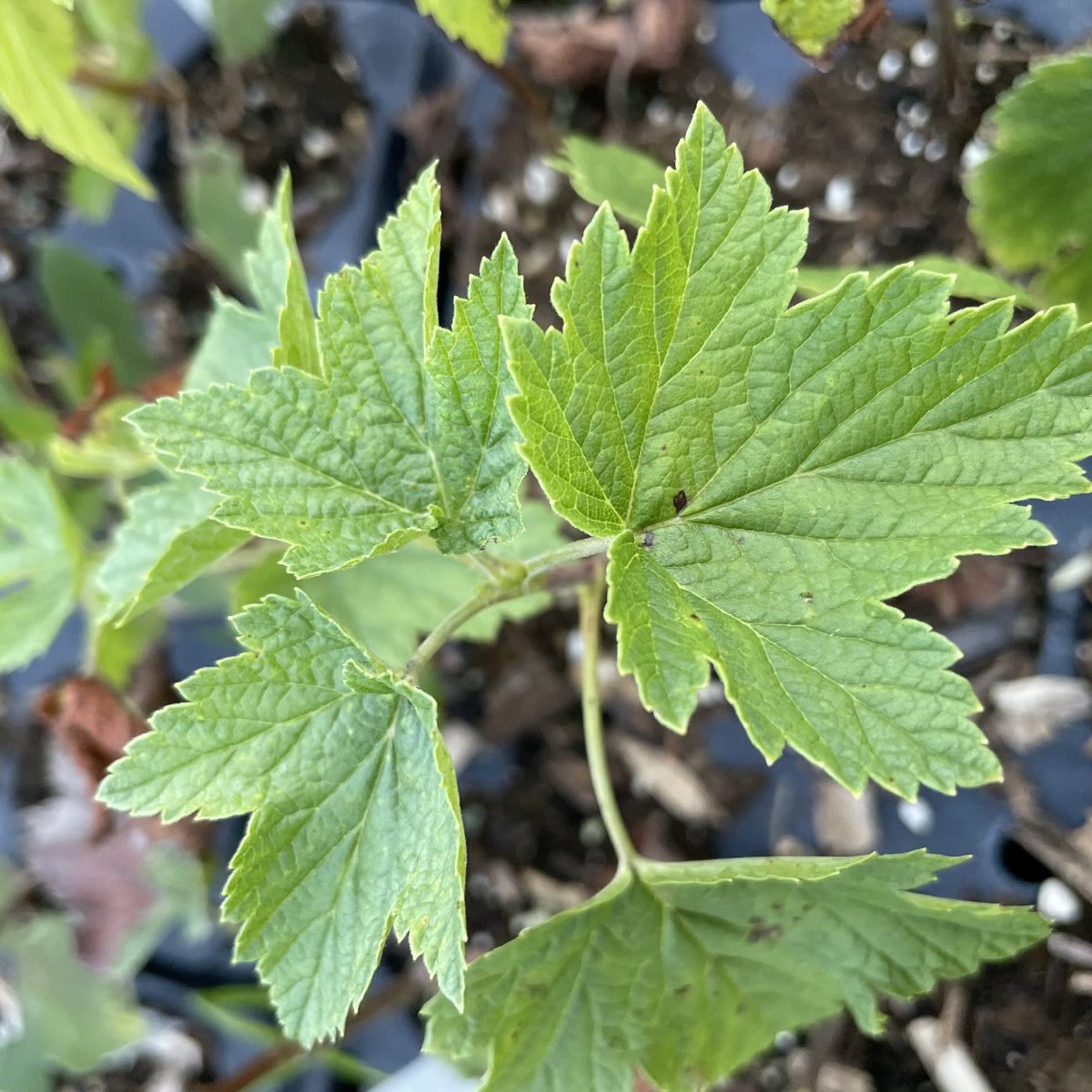 Viola Black Currant at Oak Summit Nursery, fall 2026