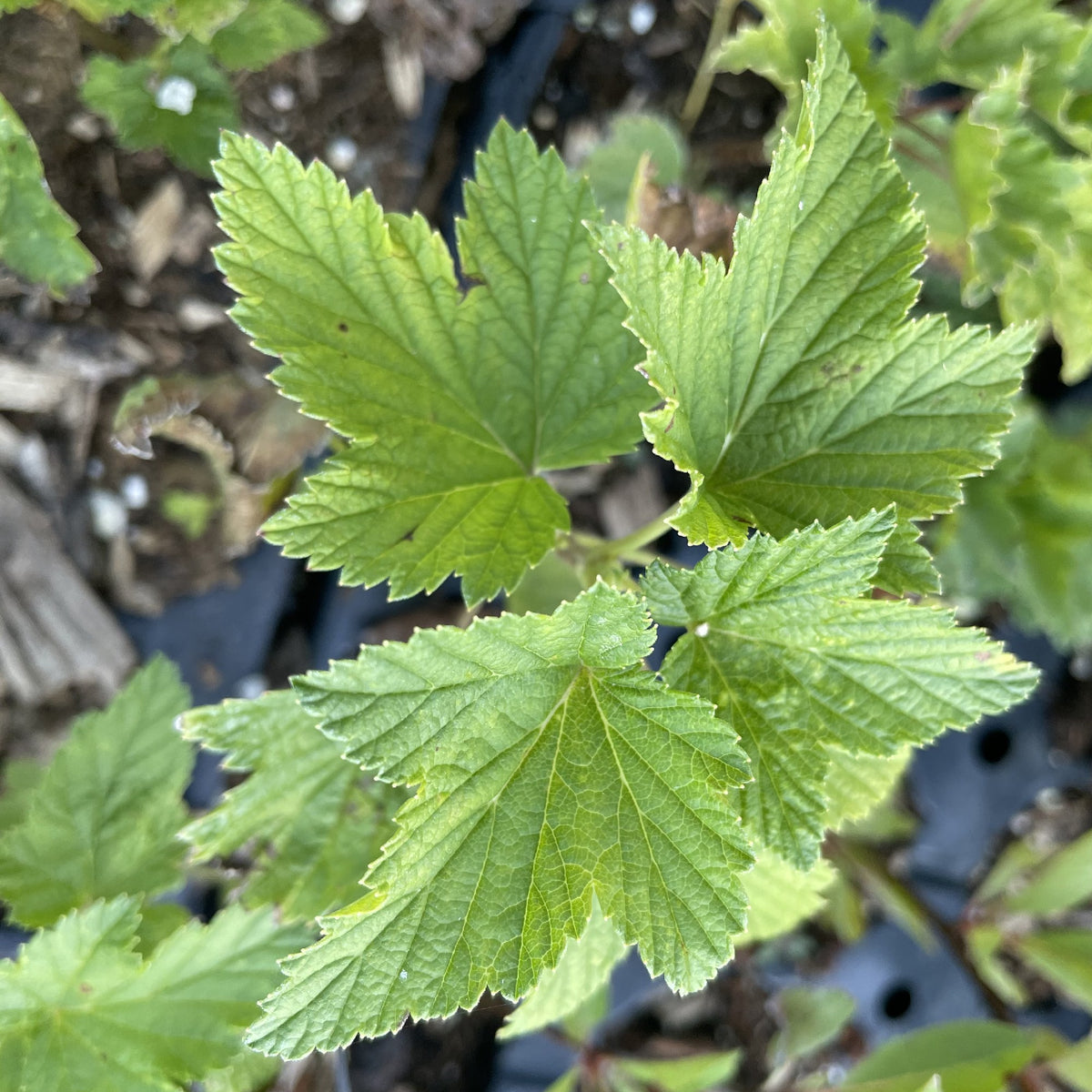 White Cherry White Currant at Oak Summit Nursery, fall 2026