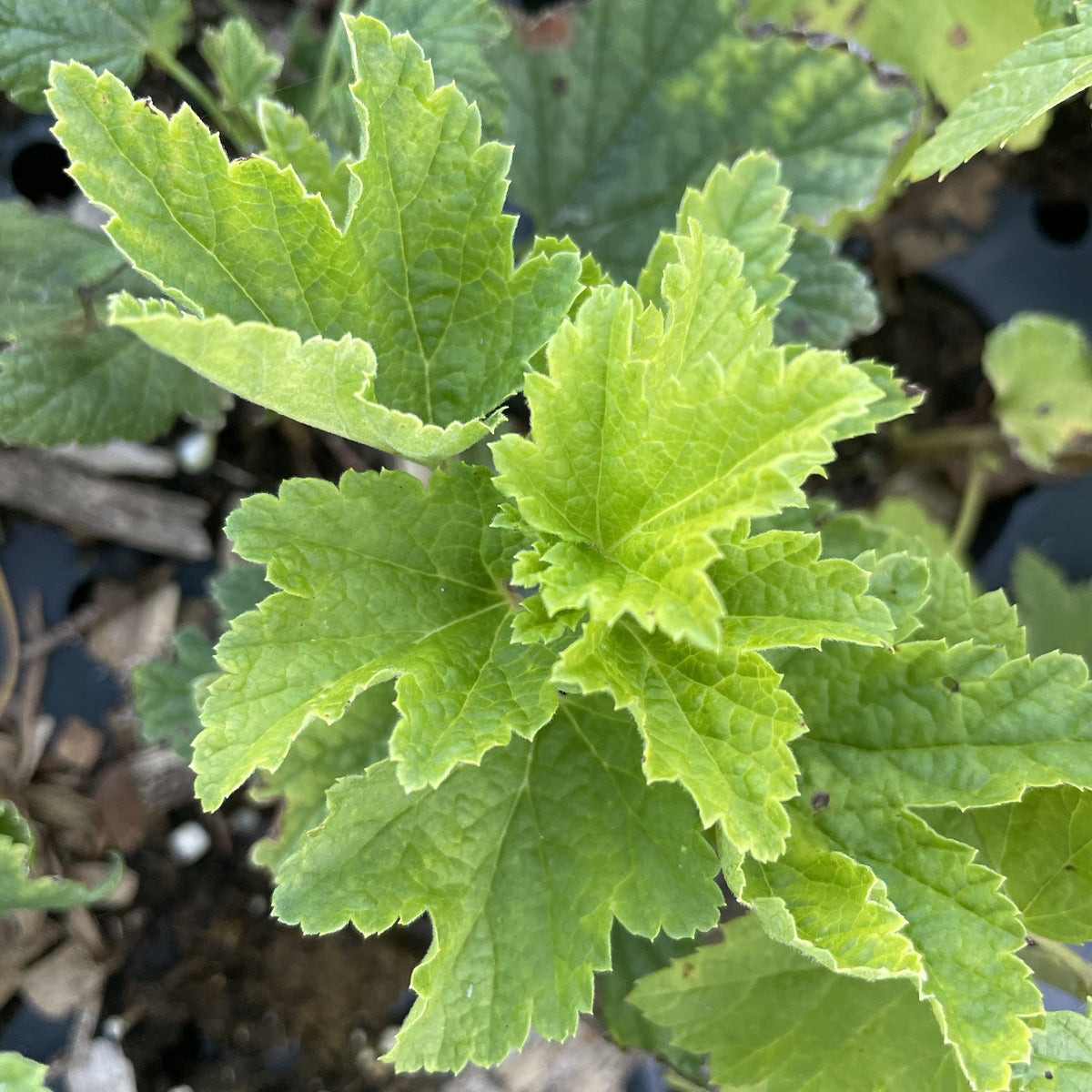 White Imperial Currant at Oak Summit Nursery, fall 2026