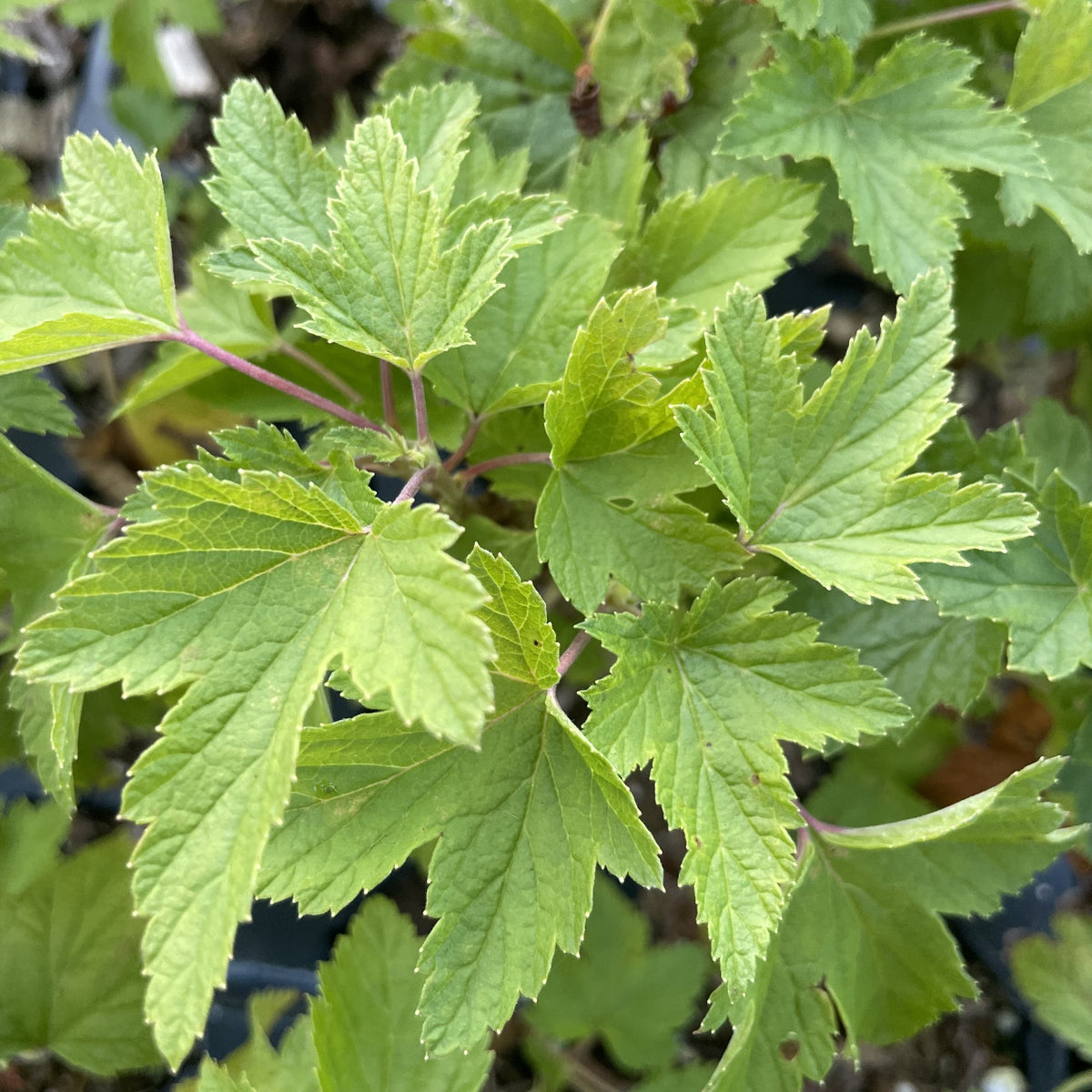 Willoughby Black Currant at Oak Summit Nursery, fall 2026