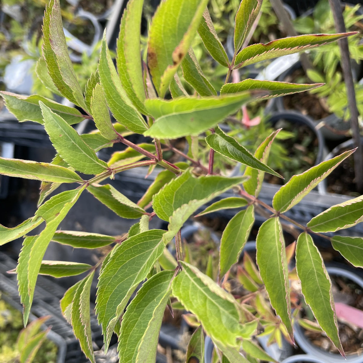 Wyldewood Elderberry at Oak Summit Nursery, fall 2026
