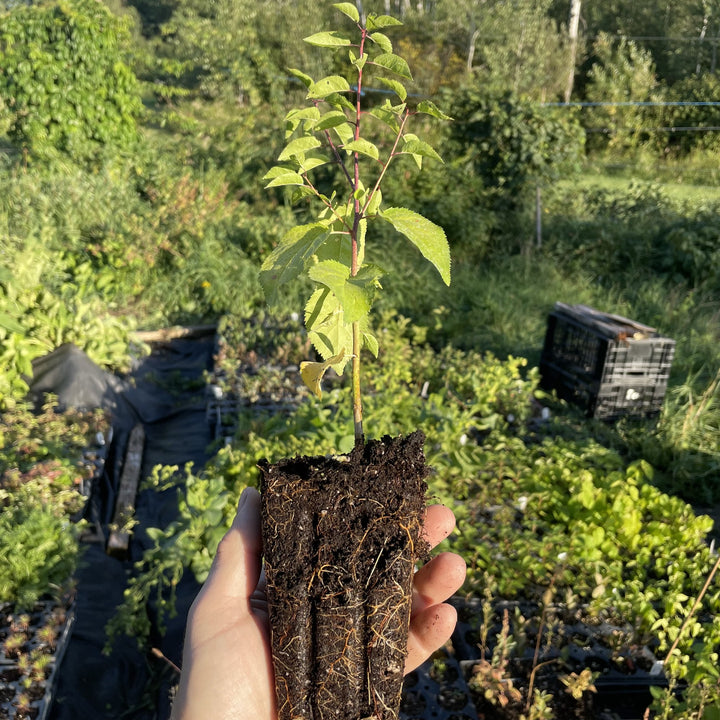 Yellow Cherry Plum Seedlings at Oak Summit Nursery, fall 2026