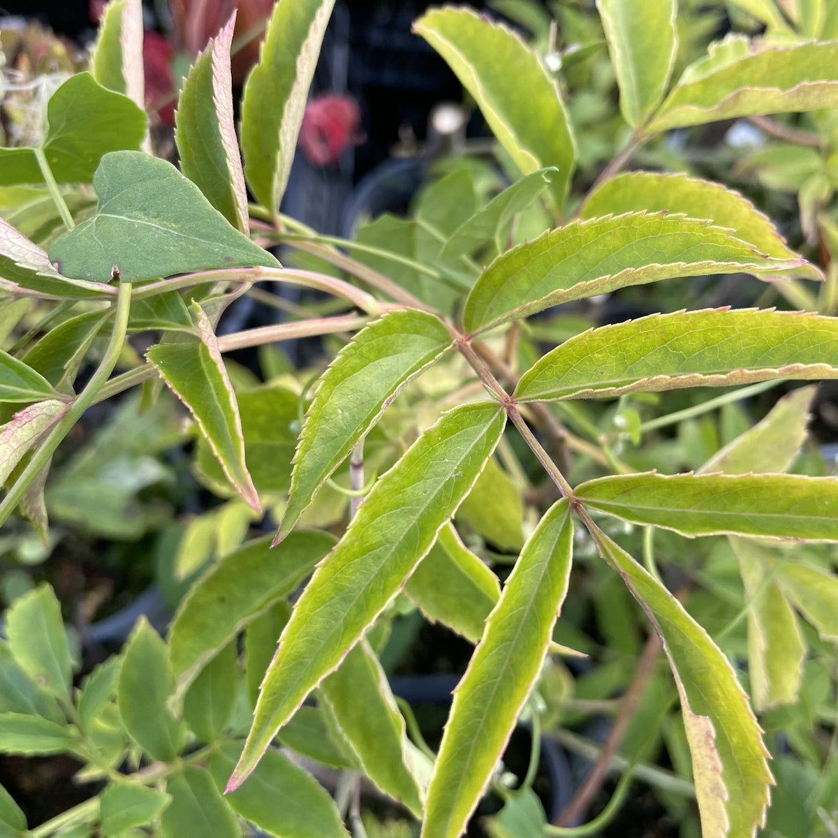 York Elderberry at Oak Summit Nursery, fall 2026
