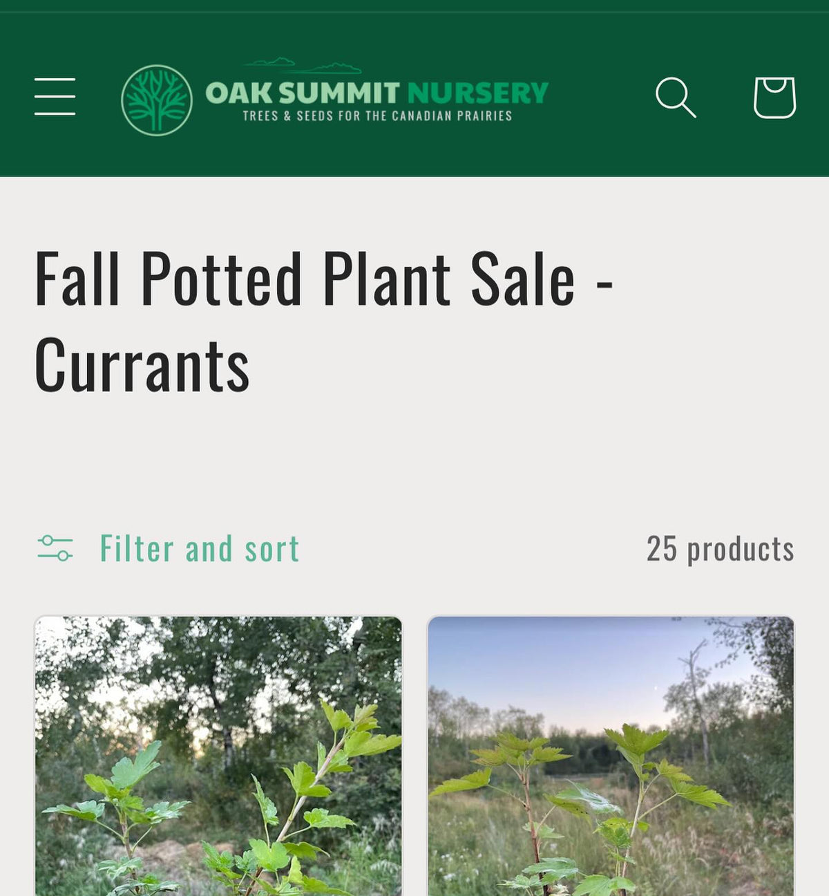 fall potted plant sale is on, image 2 of 4