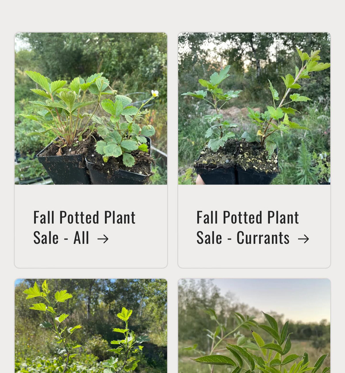 fall potted plant sale is on, image 3 of 4
