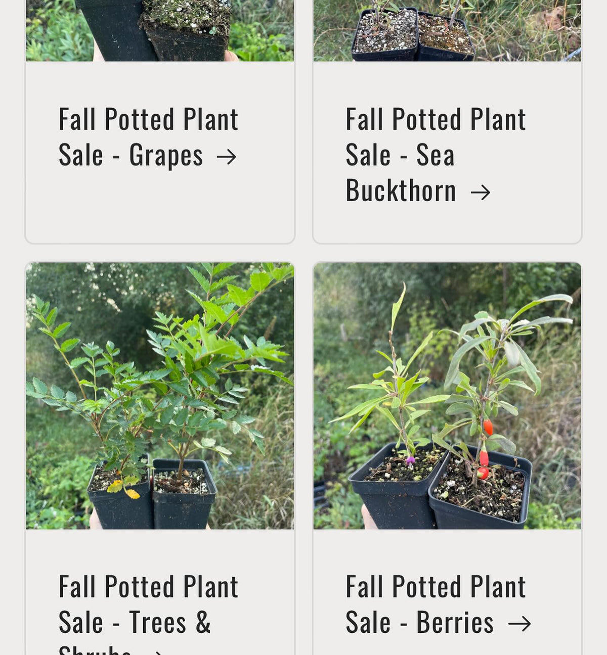 fall potted plant sale is on, image 4 of 4