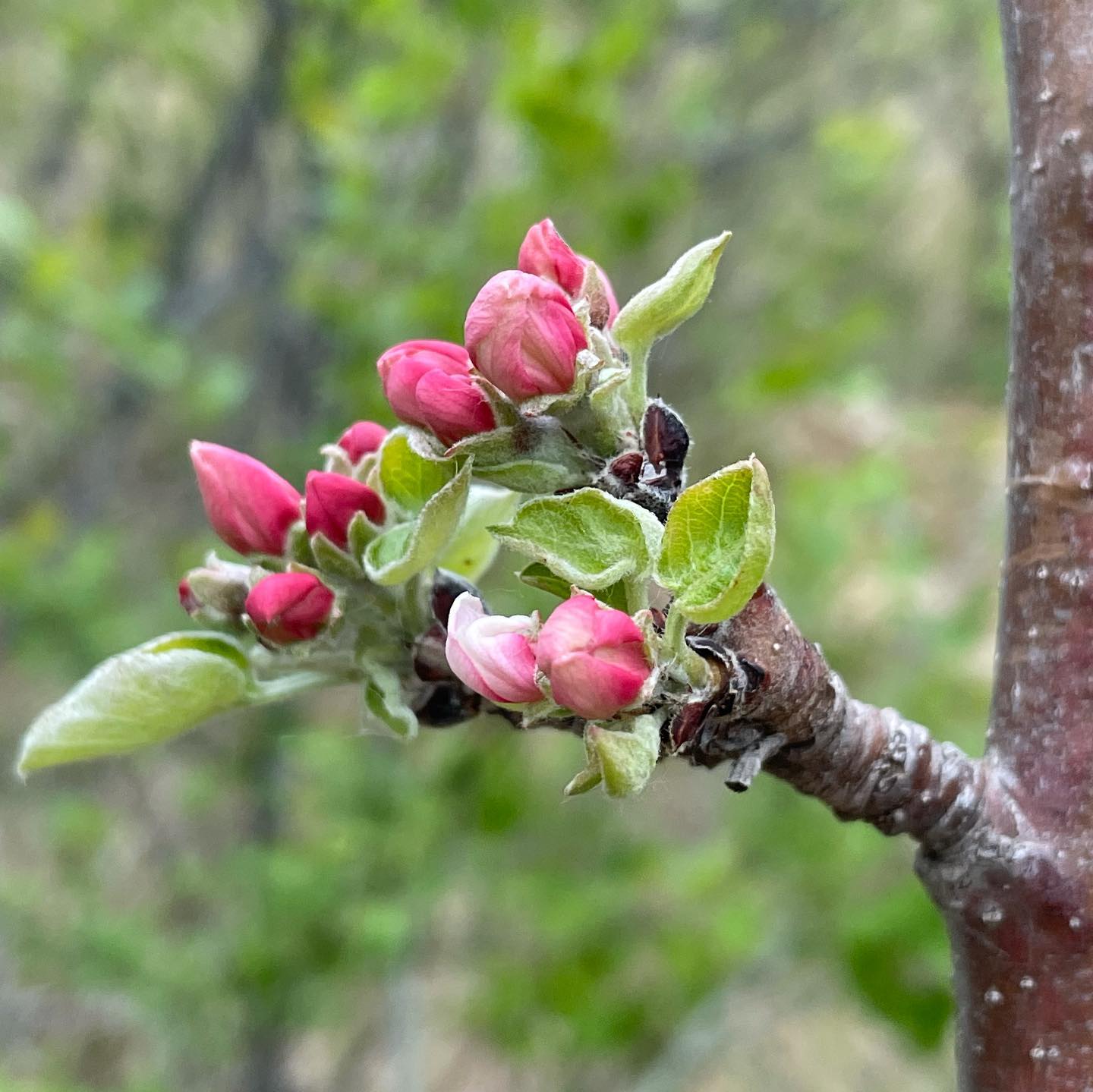 fall red apple in blossom #fruittreenursery #backyardorchard – Oak
