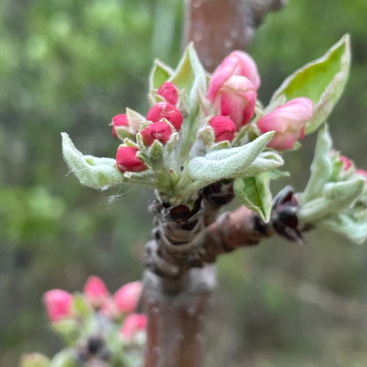 fall red apple in blossom #fruittreenursery #backyardorchard #appleblossom #applenursery #blossom, image 2 of 2