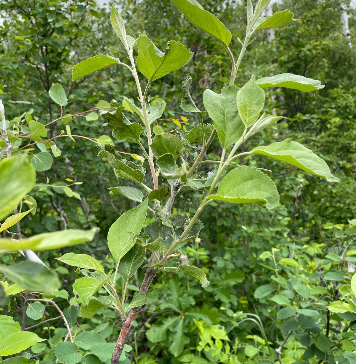 Fall Red apple on wild saskatoon in its second season, image 1 of 2
