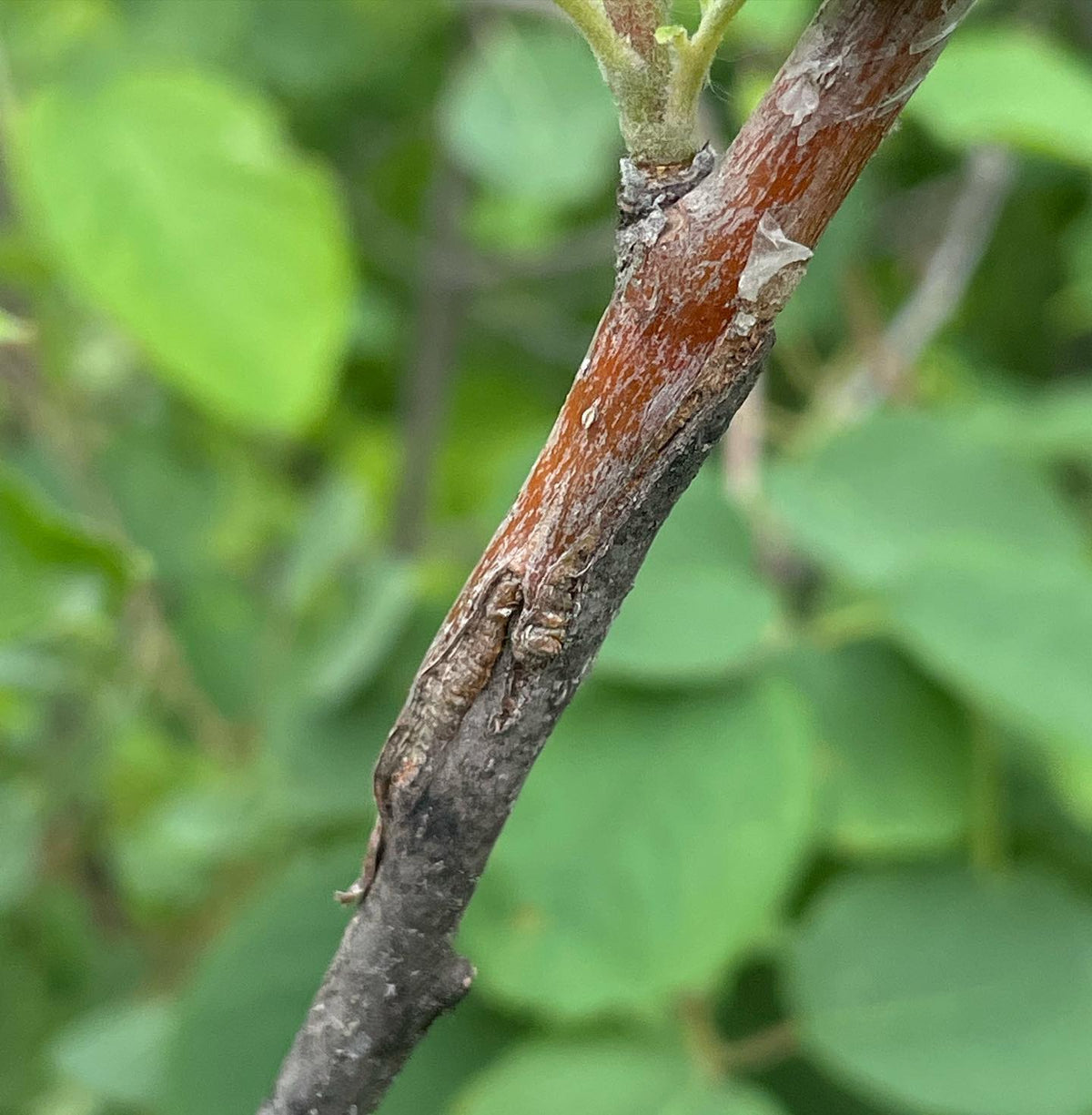 Fall Red apple on wild saskatoon in its second season, image 2 of 2