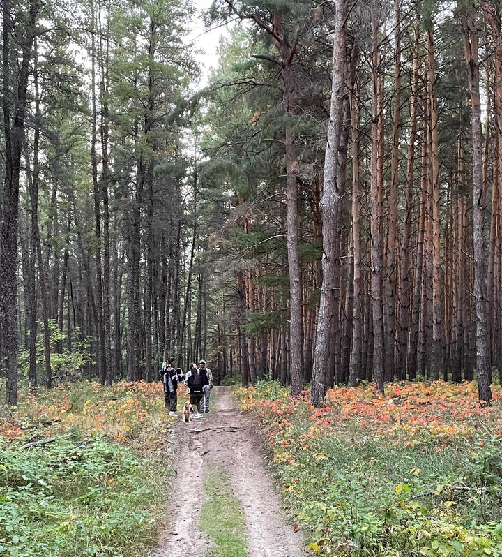 family walk and out collecting pine cones