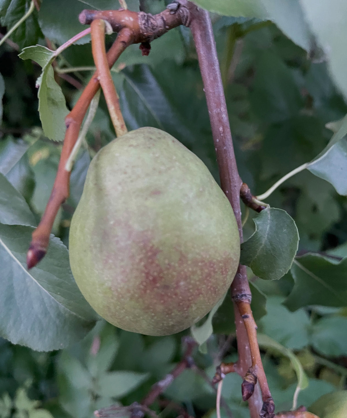 Favoritka pear grafted onto Saskatoon, image 1 of 3
