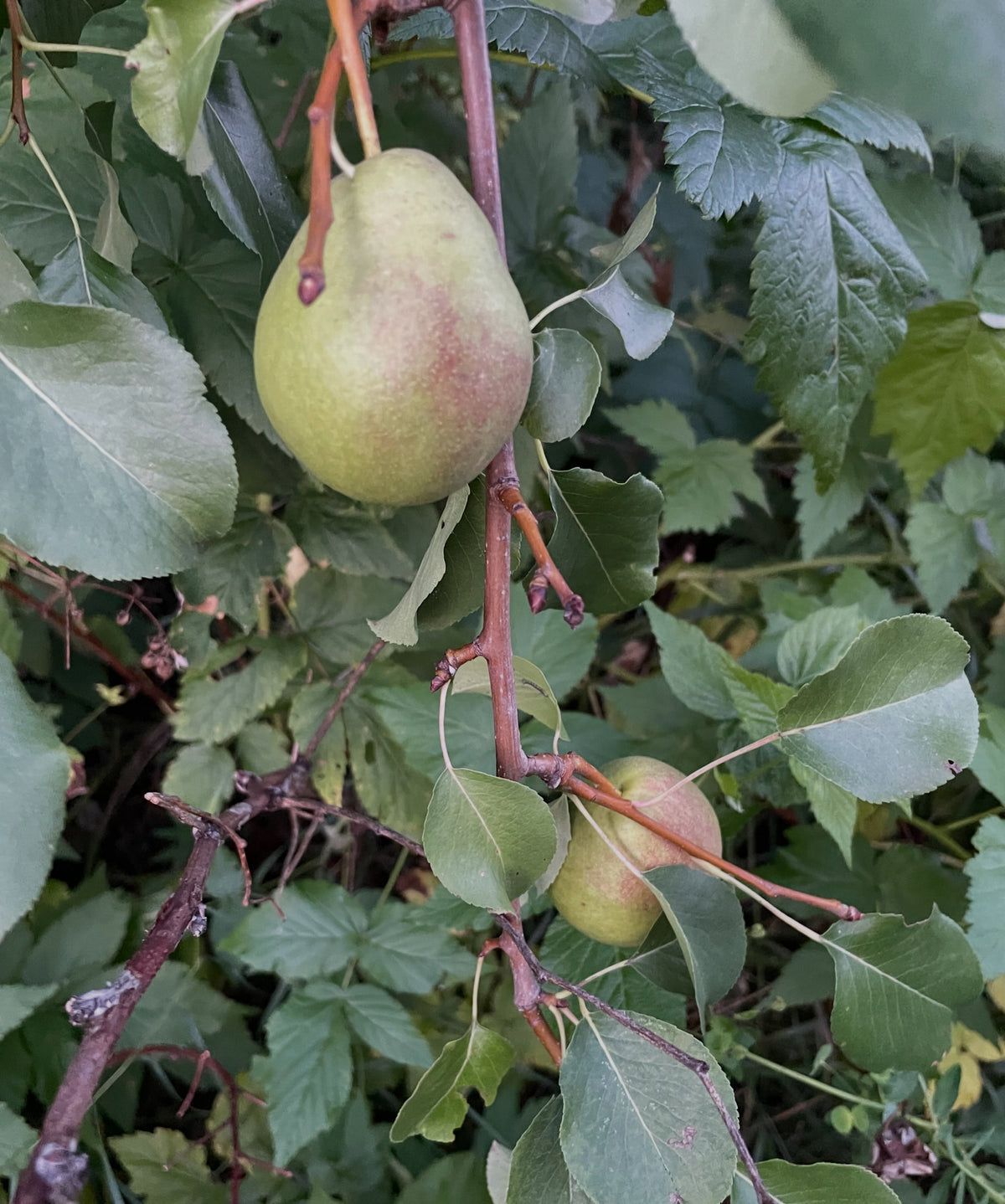 Favoritka pear grafted onto Saskatoon, image 2 of 3