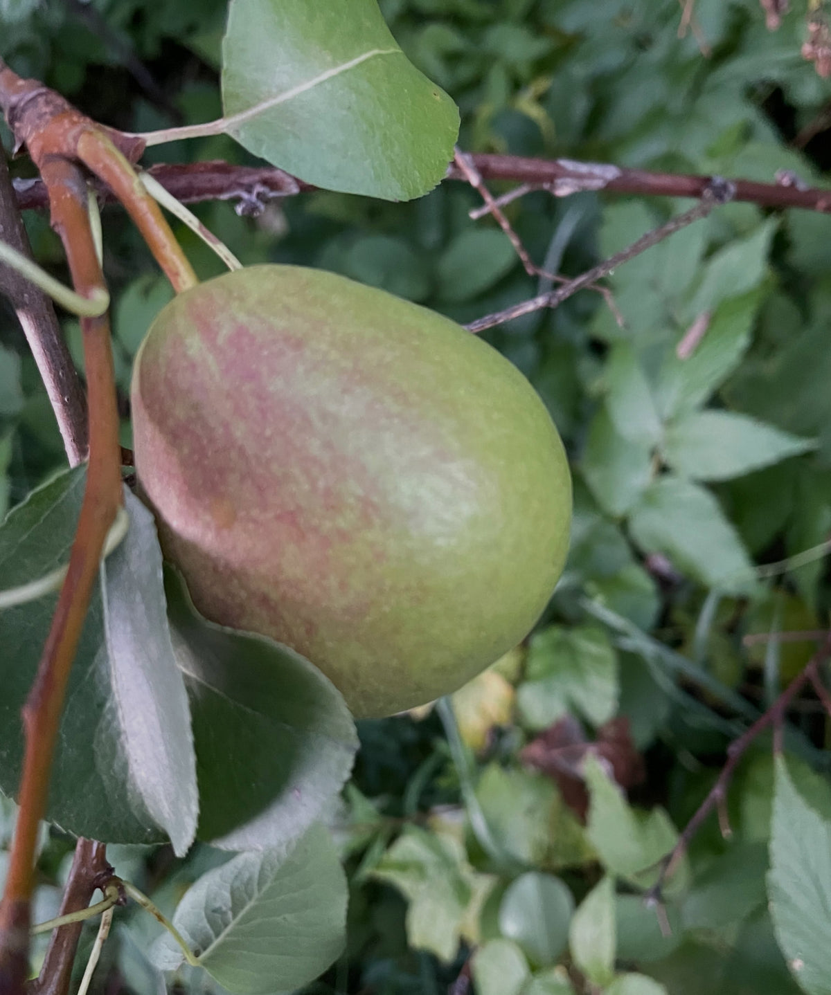 Favoritka pear grafted onto Saskatoon, image 3 of 3